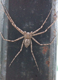 Philodromus praelustris